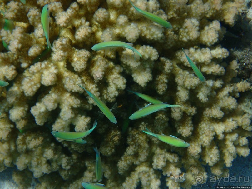 Поплавать вместе с дельфинами