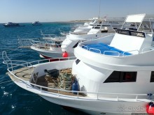 Поплавать вместе с дельфинами