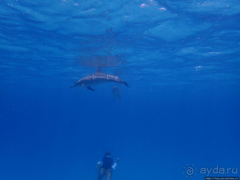 Поплавать вместе с дельфинами