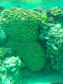 Поплавать вместе с дельфинами