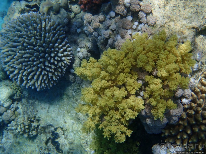 Поплавать вместе с дельфинами