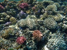 Поплавать вместе с дельфинами