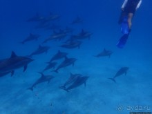 Поплавать вместе с дельфинами