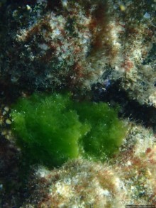 Поплавать вместе с дельфинами