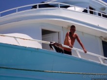 Поплавать вместе с дельфинами