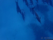 Поплавать вместе с дельфинами