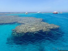 Поплавать вместе с дельфинами