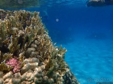 Поплавать вместе с дельфинами