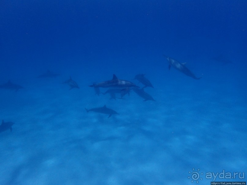 Поплавать вместе с дельфинами