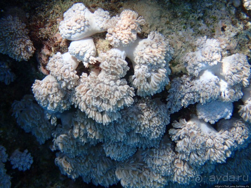 Поплавать вместе с дельфинами