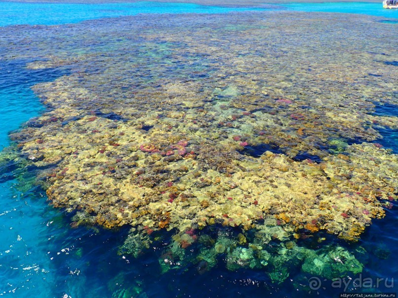 Поплавать вместе с дельфинами