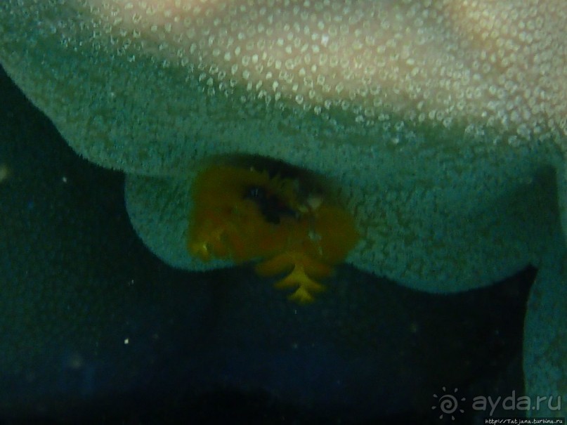 Поплавать вместе с дельфинами