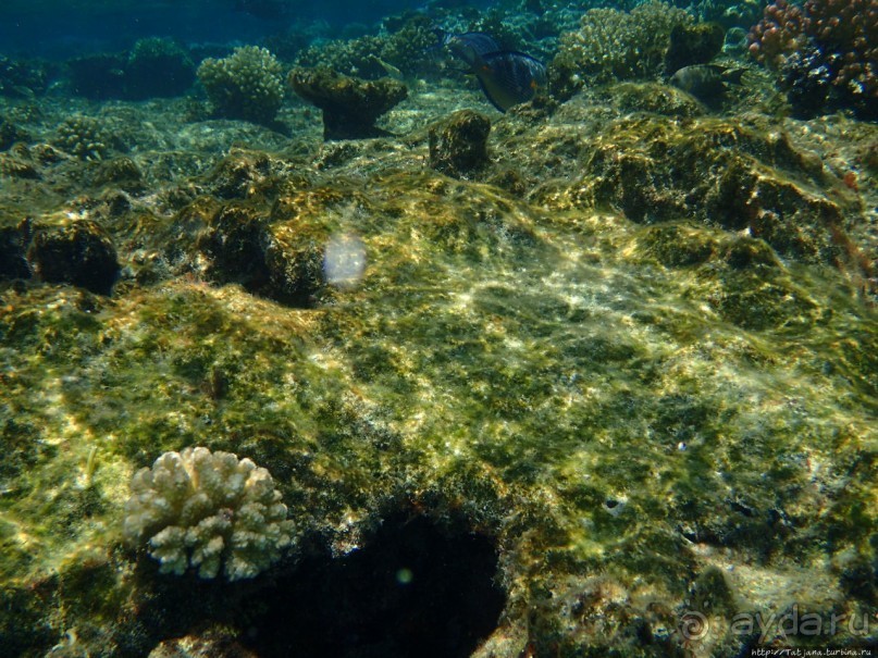 Поплавать вместе с дельфинами