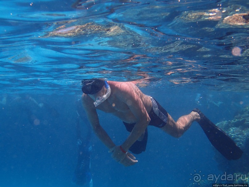Поплавать вместе с дельфинами