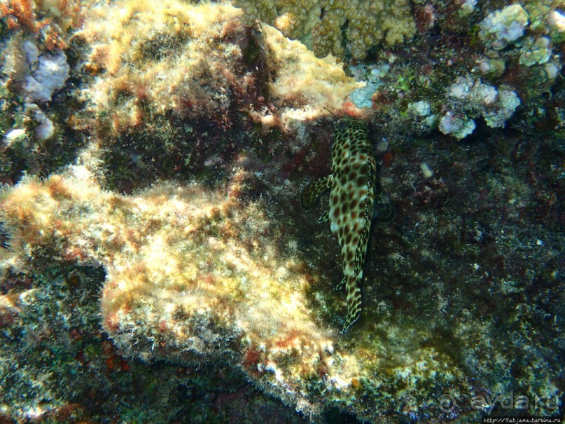 Поплавать вместе с дельфинами