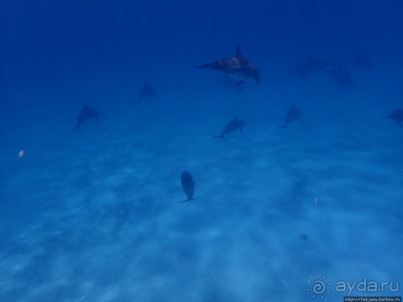 Поплавать вместе с дельфинами