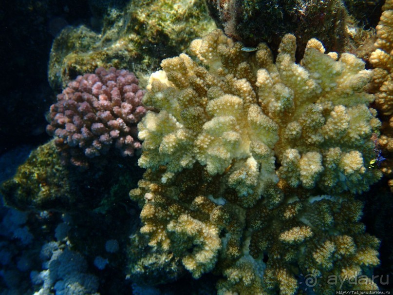 Поплавать вместе с дельфинами