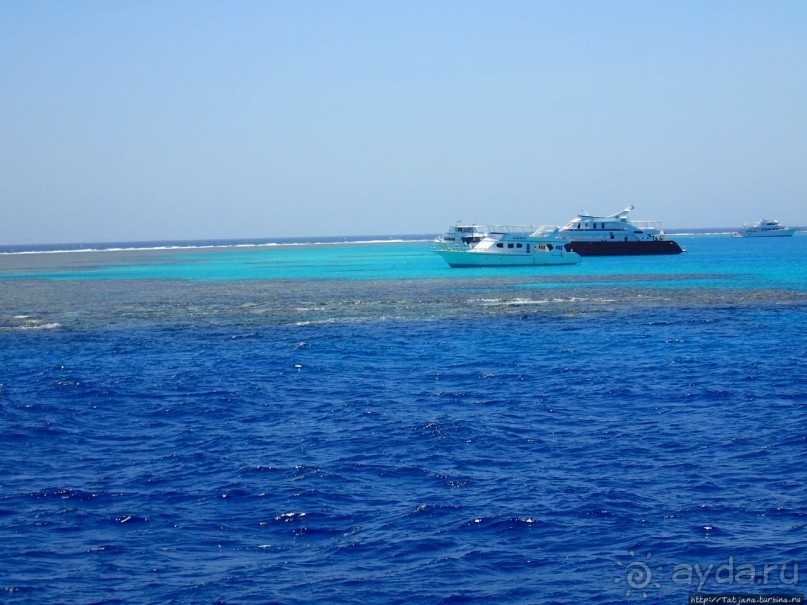 Поплавать вместе с дельфинами