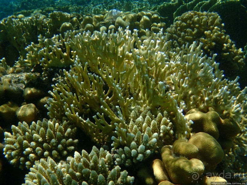 Поплавать вместе с дельфинами