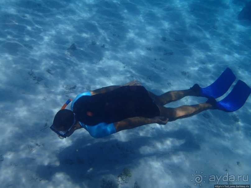 Поплавать вместе с дельфинами