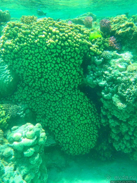 Поплавать вместе с дельфинами