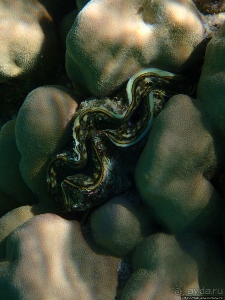 Поплавать вместе с дельфинами