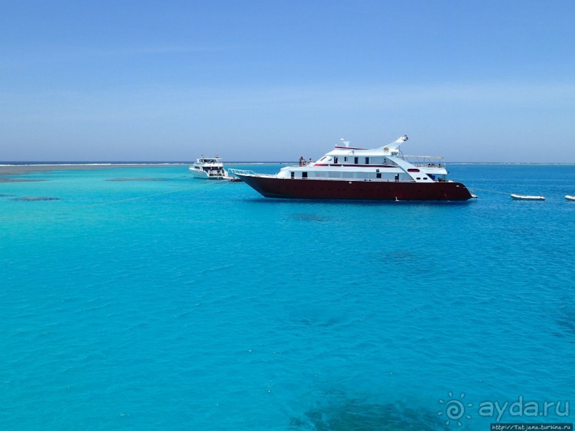 Поплавать вместе с дельфинами