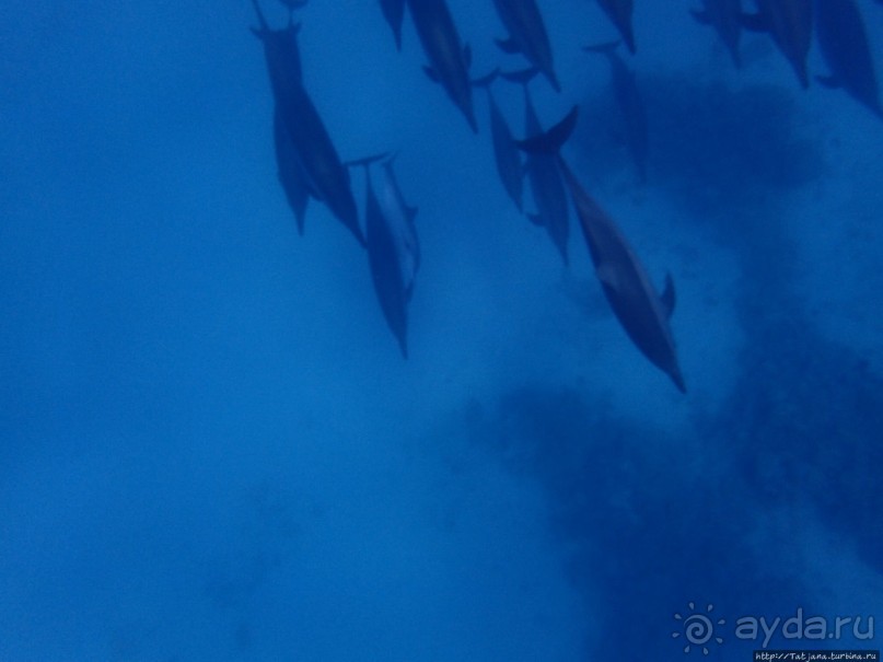 Поплавать вместе с дельфинами