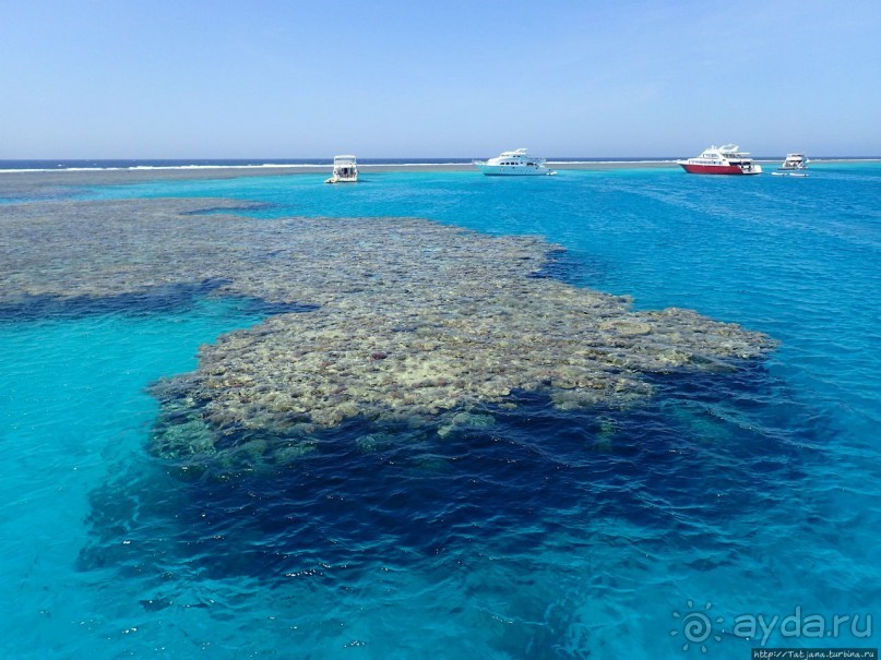 Поплавать вместе с дельфинами