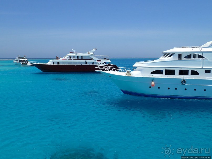 Поплавать вместе с дельфинами