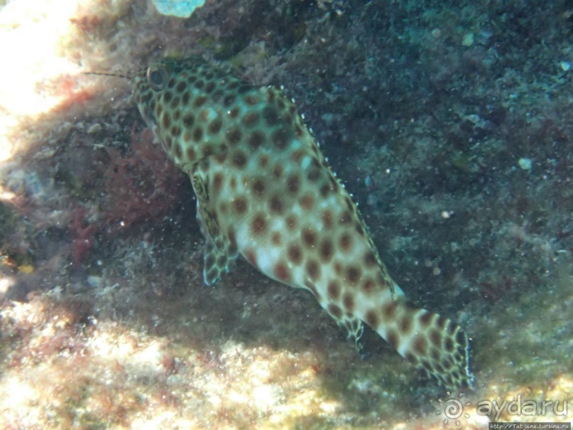 Поплавать вместе с дельфинами