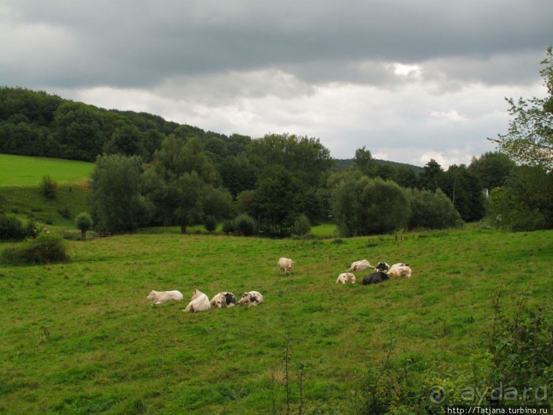 Альбом отзыва "Радар на Голландские дожди"