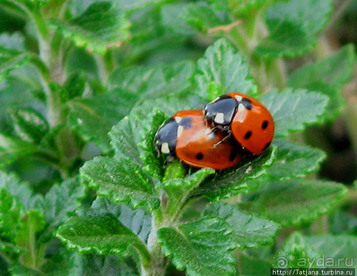 Радар на Голландские дожди