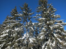 Альбом отзыва "Горнолыжная Австрия и какие бывают лыжи"