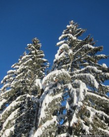 Альбом отзыва "Горнолыжная Австрия и какие бывают лыжи"