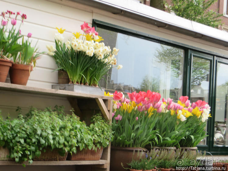 По каналам в день Короля в Амстердаме