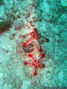 Альбом отзыва "Дайвинг в Африке - район Diani Beach."