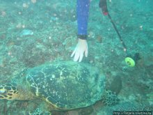 Альбом отзыва "Дайвинг в Африке - район Diani Beach."