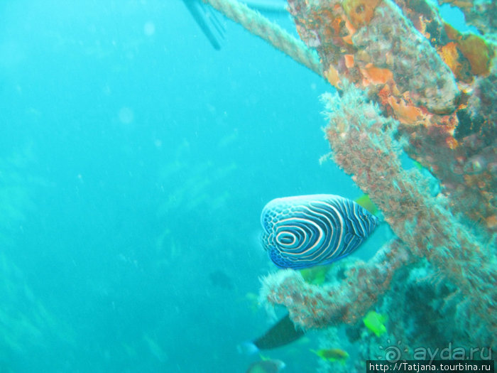 Альбом отзыва "Дайвинг в Африке - район Diani Beach."