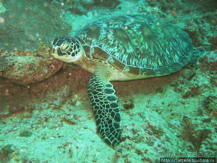 Альбом отзыва "Дайвинг в Африке - район Diani Beach."