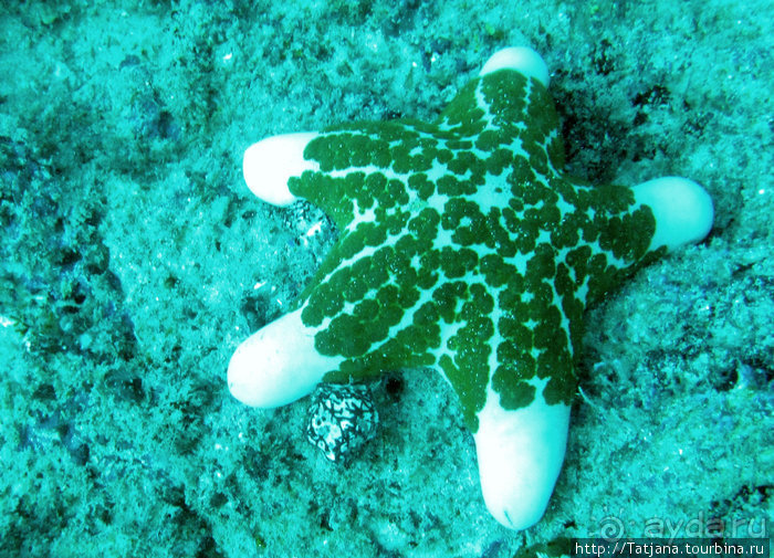 Альбом отзыва "Дайвинг в Африке - район Diani Beach."