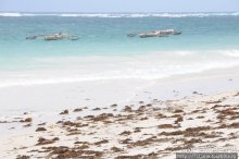 Дайвинг в Африке - район Diani Beach.