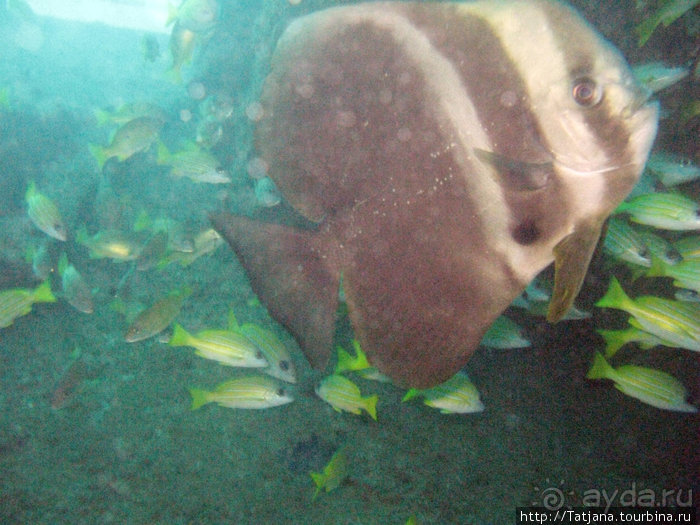 Альбом отзыва "Дайвинг в Африке - район Diani Beach."