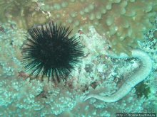 Альбом отзыва "Дайвинг в Африке - район Diani Beach."