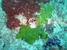 Альбом отзыва "Дайвинг в Африке - район Diani Beach."