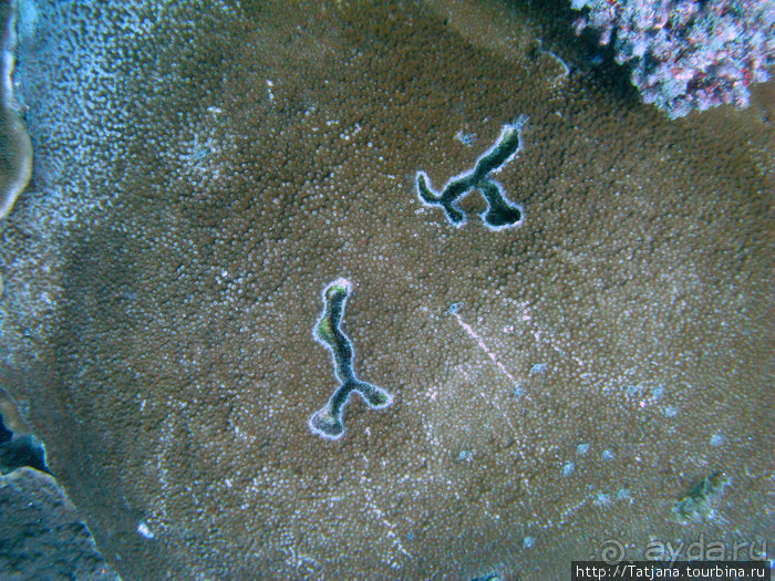 Альбом отзыва "Дайвинг в Африке - район Diani Beach."