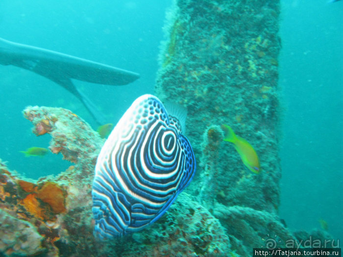 Альбом отзыва "Дайвинг в Африке - район Diani Beach."