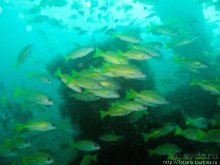 Альбом отзыва "Дайвинг в Африке - район Diani Beach."