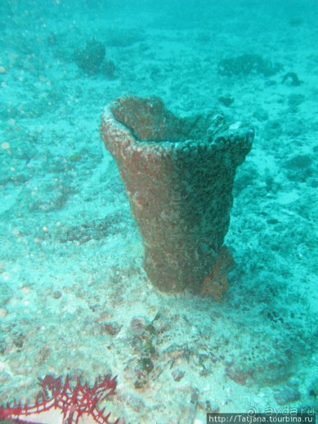 Дайвинг в Африке - район Diani Beach.