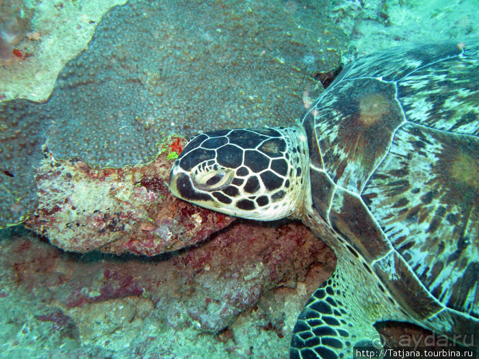 Дайвинг в Африке - район Diani Beach.